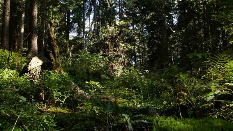 Tajemství šumavských lesů